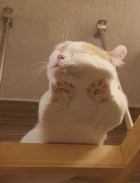 猫を下から見た画像wwwwwwwwwwwwwwwww なんjやきう関係ない部 おんj 猫を下から見た画像wwwwwwwwwwwwwwwww なんjやきう関係ない部 おんj