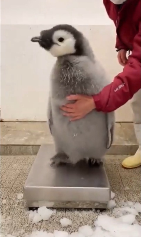 FullSizeRender