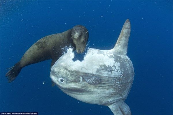マンボウの死因www なんjやきう関係ない部 おんj