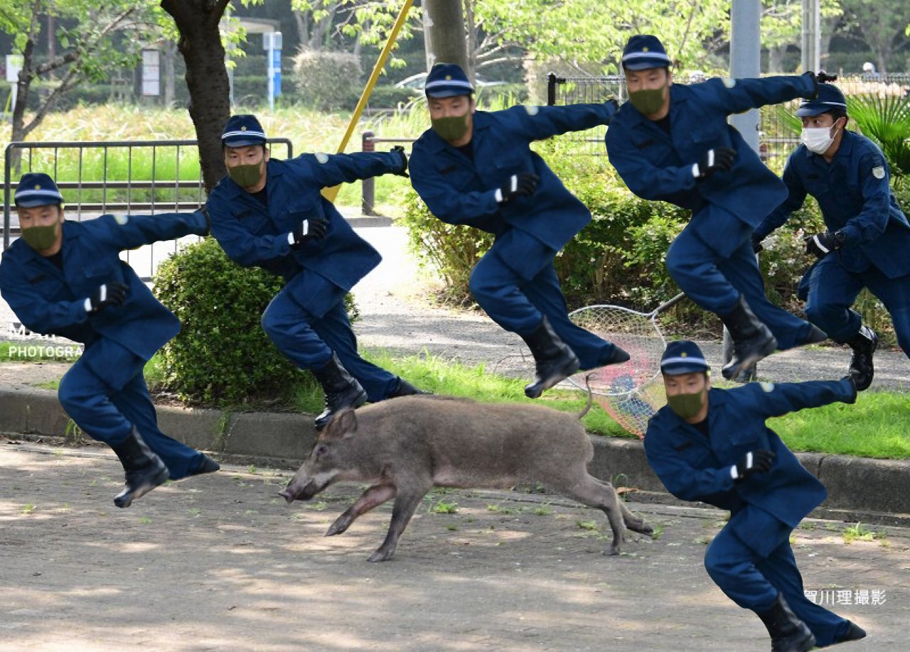 福岡 大濠公園にイノシシ出現 なんjやきう関係ない部 おんj