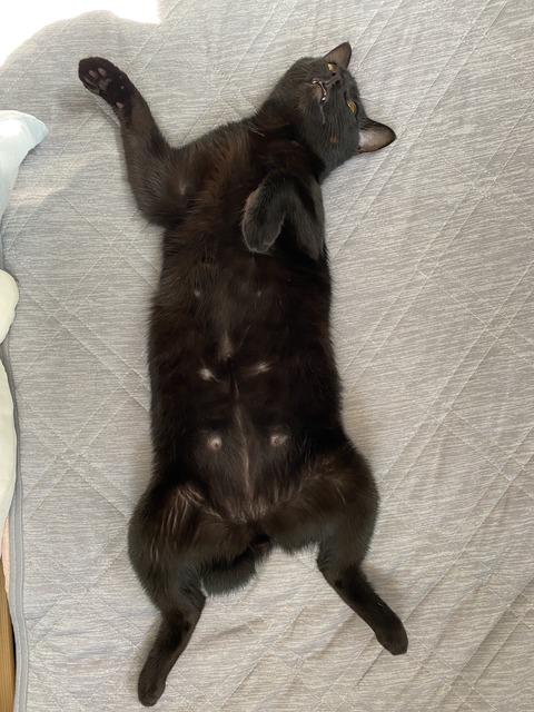 ヘソ天