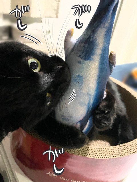 噛み付く猫