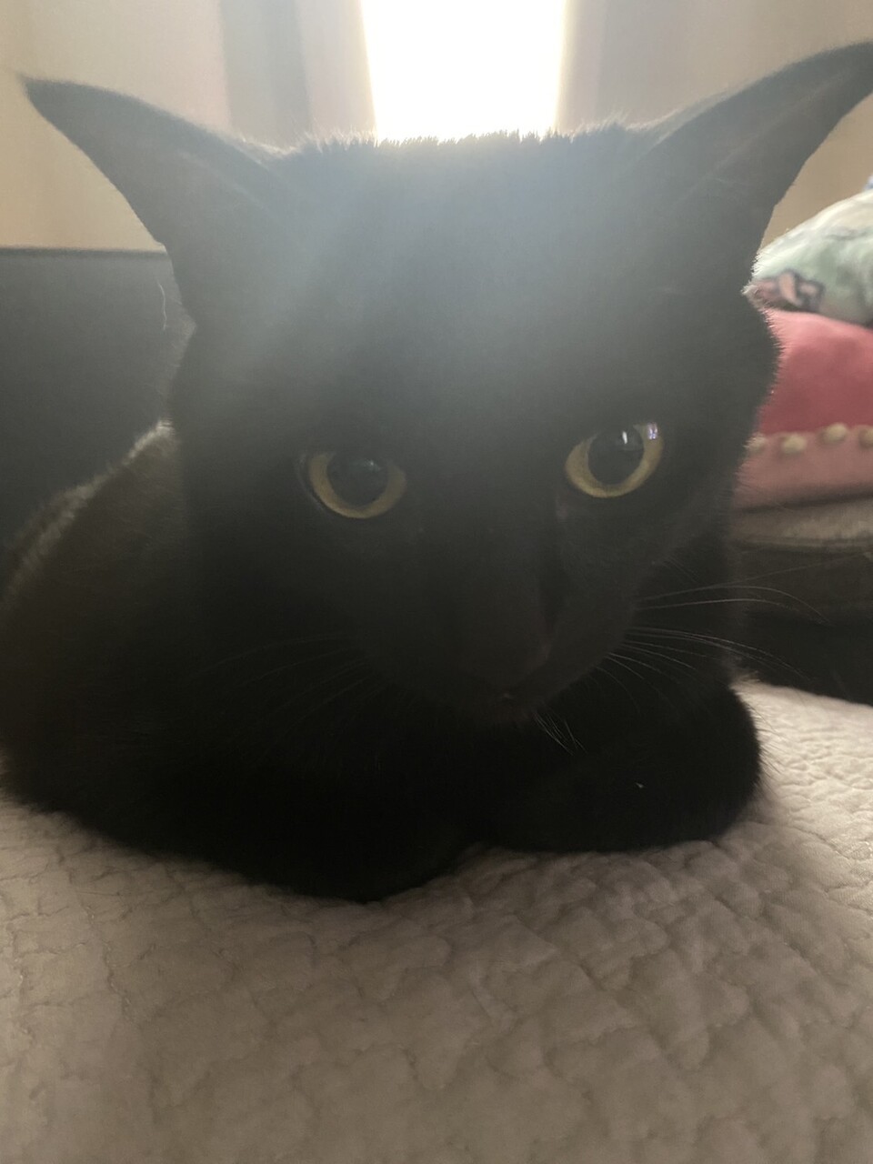 猫写真 黒猫のピンクの舌が見えた時可愛い おそらくその平凡こそ幸せ 猫と私と家族の日常 Powered By ライブドアブログ