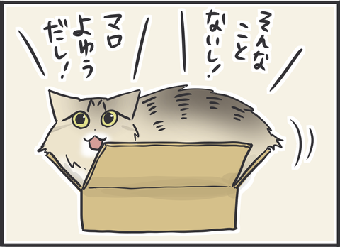 ダンボールに入る猫