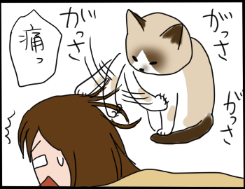 猫の爪2