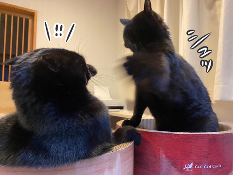 猫の喧嘩