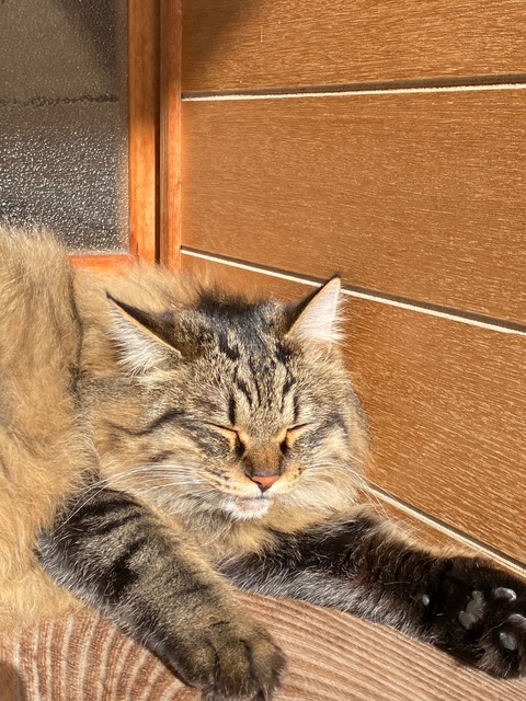 長毛猫