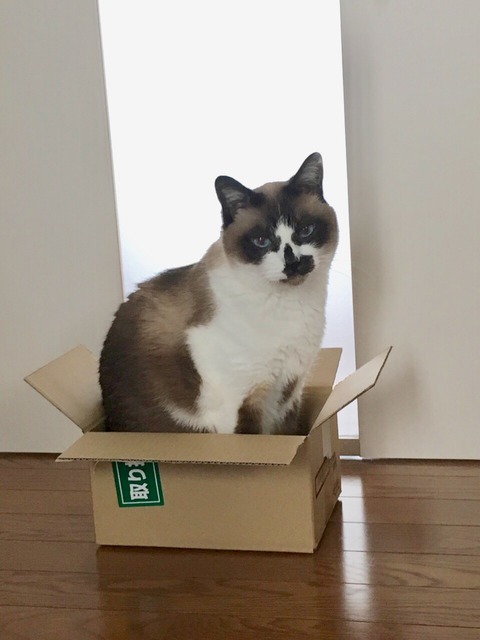 FullSizeRender