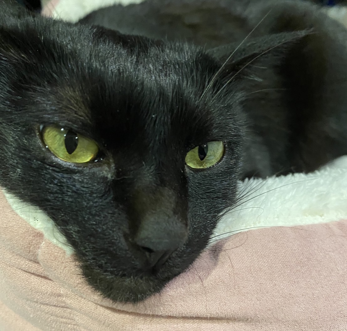 猫写真 顎を置いて寝ている猫の顔が変 おそらくその平凡こそ幸せ 猫と私と家族の日常 Powered By ライブドアブログ