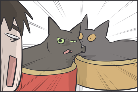 仲が悪い猫