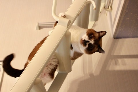 階段の猫