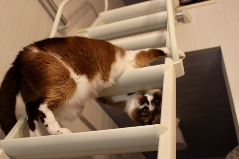 撫でてほしい猫
