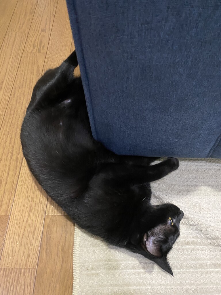 こんなポーズの猫 おそらくその平凡こそ幸せ 猫と私と家族の日常 Powered By ライブドアブログ