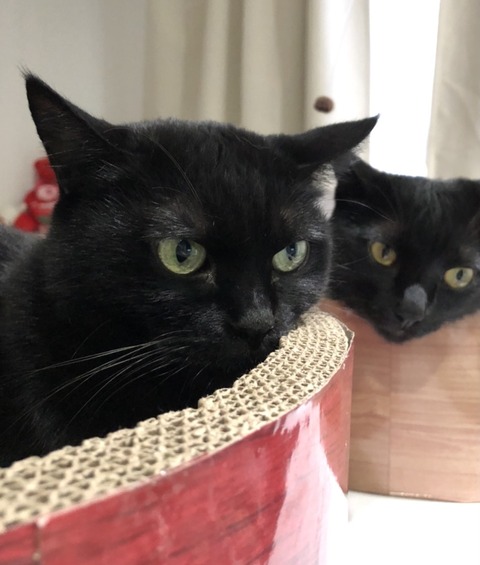 黒猫