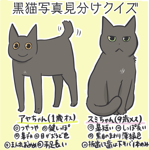 黒猫の見分け