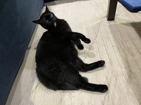 舐めにくい所を舐める猫