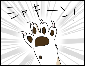 猫の爪1
