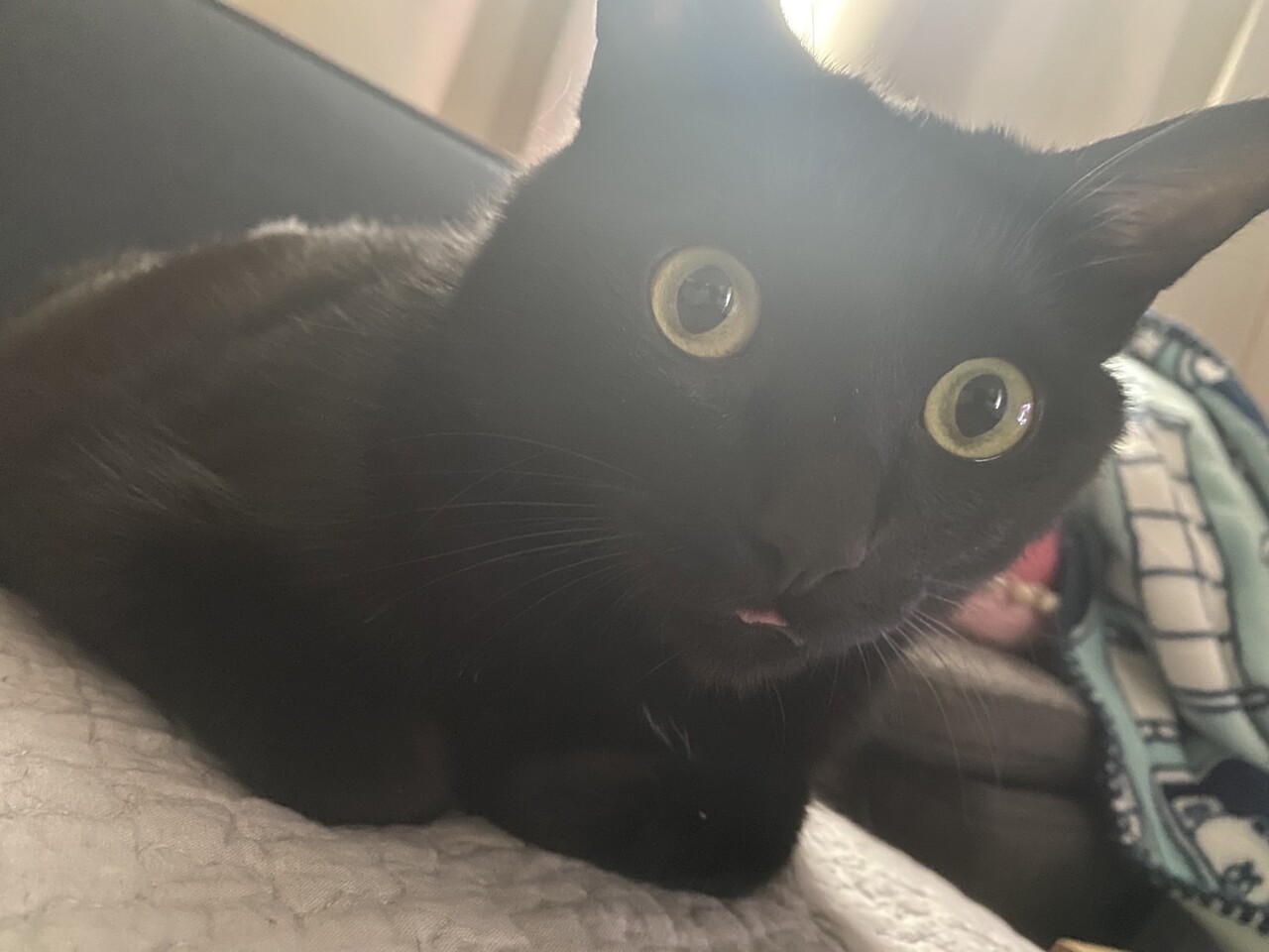 猫写真 黒猫のピンクの舌が見えた時可愛い おそらくその平凡こそ幸せ 猫と私と家族の日常 Powered By ライブドアブログ 猫写真 黒猫のピンクの舌が見えた時可愛い おそらくその平凡こそ幸せ 猫と私と家族の日常 Powered By ライブドアブログ