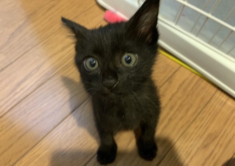 子猫