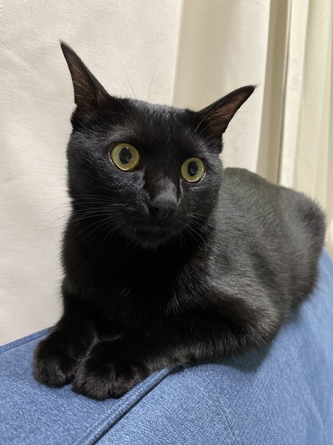 黒猫