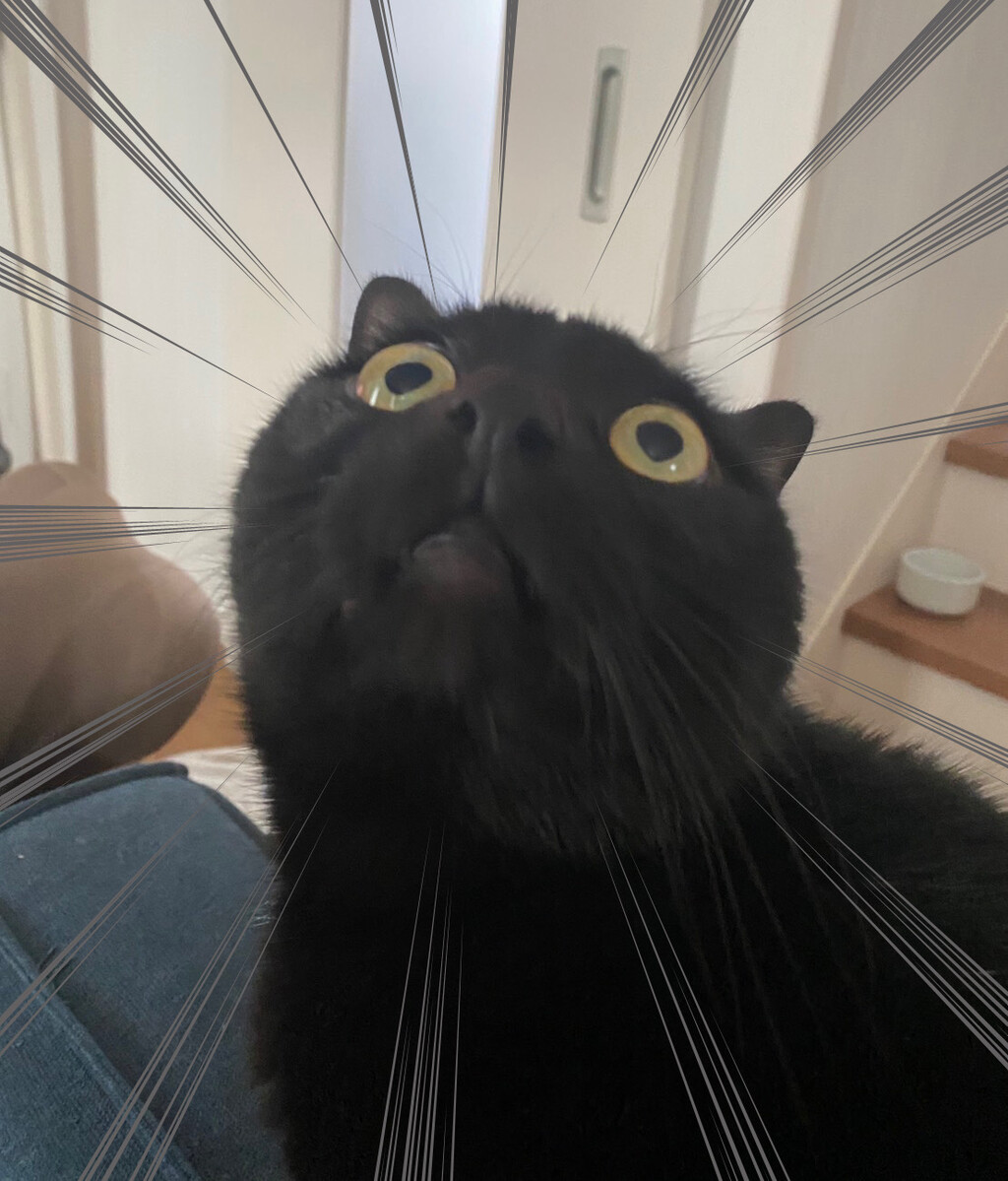 猫の顔の可愛さの落差が大きすぎる おそらくその平凡こそ幸せ 猫と私と家族の日常 Powered By ライブドアブログ