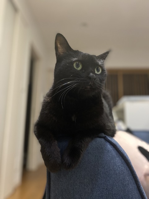 黒猫