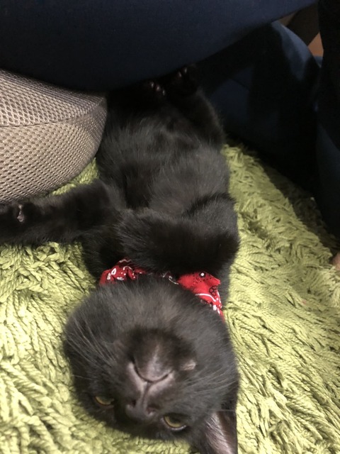 仔猫
