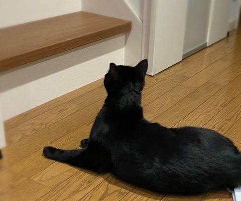 首が長い2