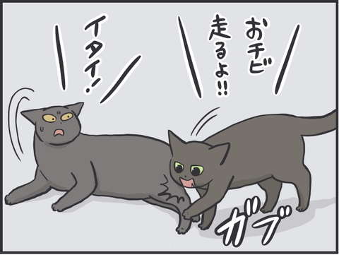 高齢猫1