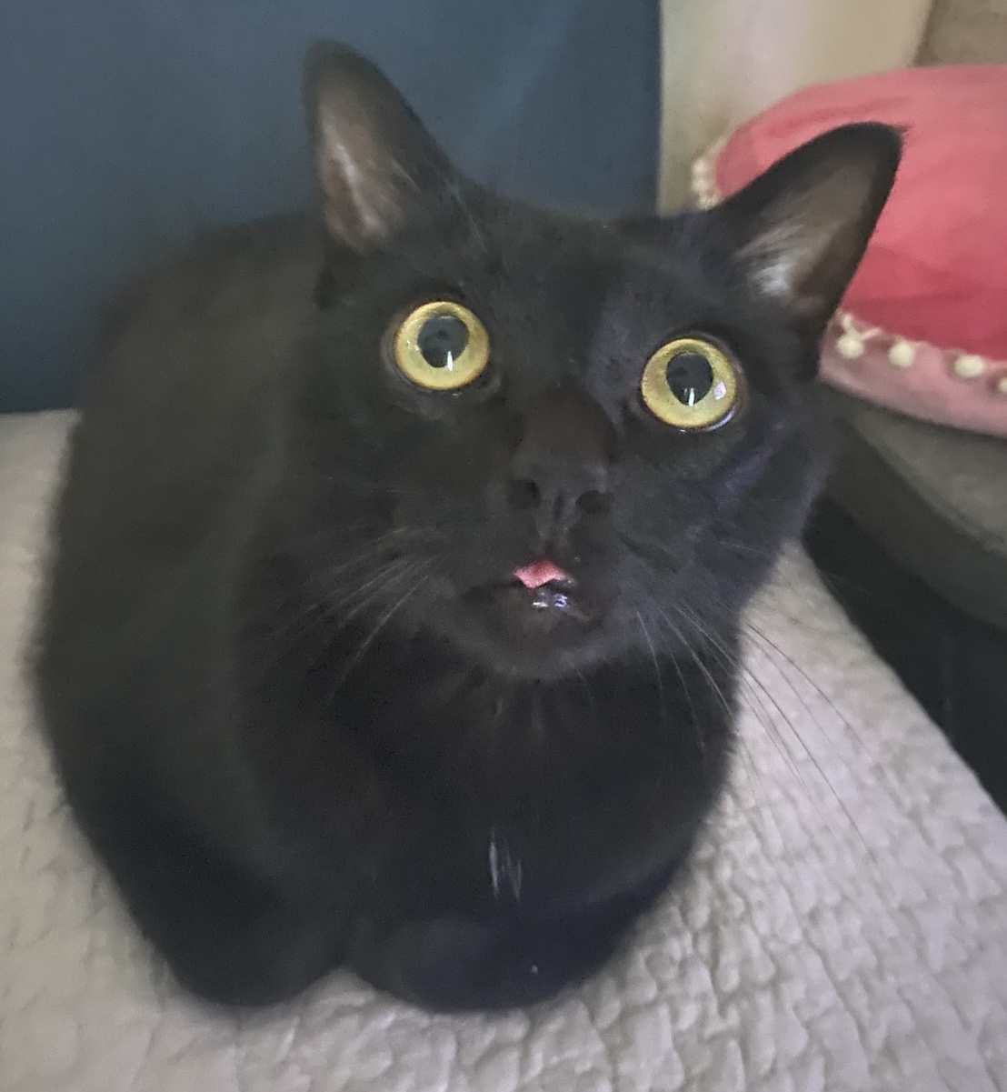 猫写真 黒猫のピンクの舌が見えた時可愛い おそらくその平凡こそ幸せ 猫と私と家族の日常 Powered By ライブドアブログ 猫写真 黒猫のピンクの舌が見えた時可愛い おそらくその平凡こそ幸せ 猫と私と家族の日常 Powered By ライブドアブログ