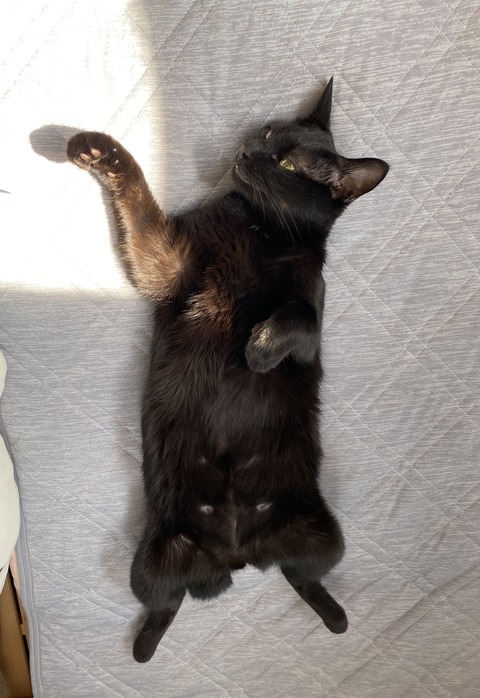 へそ天