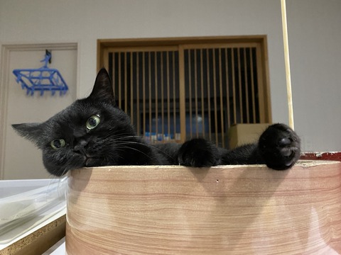 黒猫