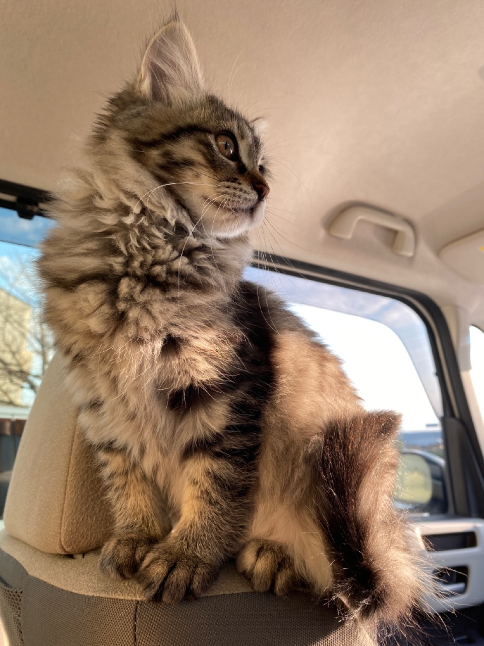 じゃがいもと猫 おそらくその平凡こそ幸せ 猫と私と家族の日常 Powered By ライブドアブログ