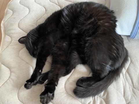 黒猫2