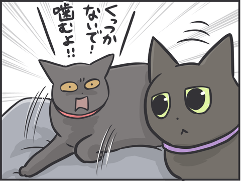 現在の猫たちの関係4