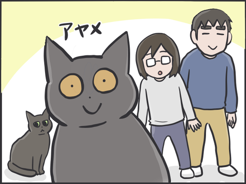 猫目線1