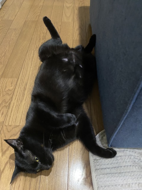 お腹に顔