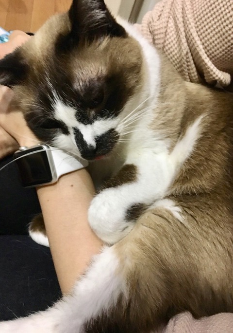 甘えん坊