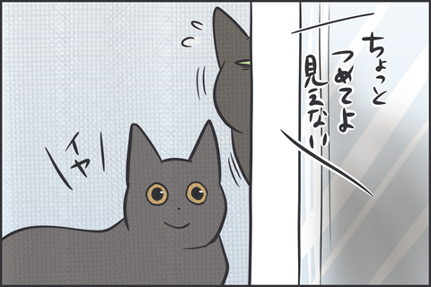 取り合いする猫