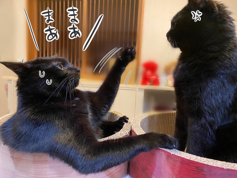 黒猫
