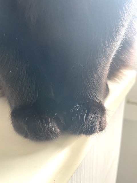 IMG_6689