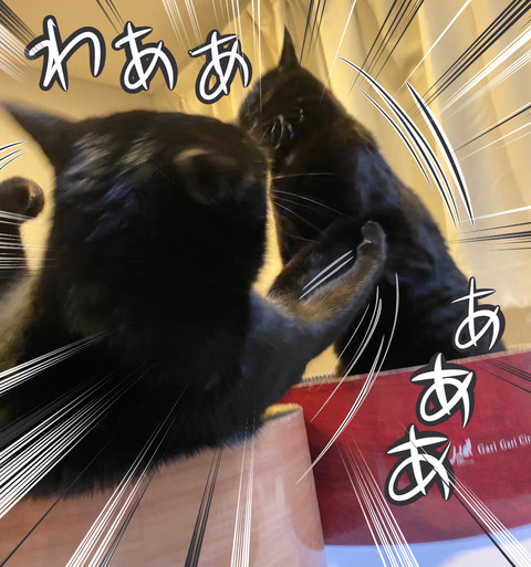 猫のケンカ