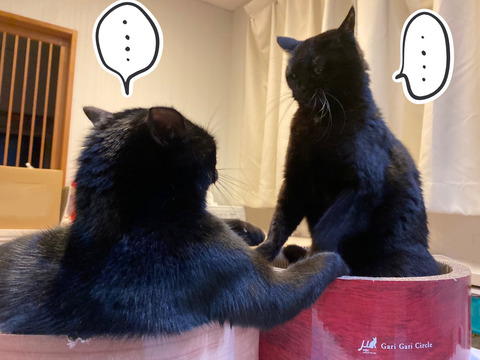 猫のけんか