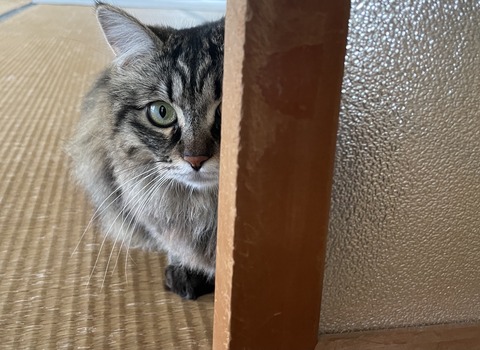 隠れたつもりの猫