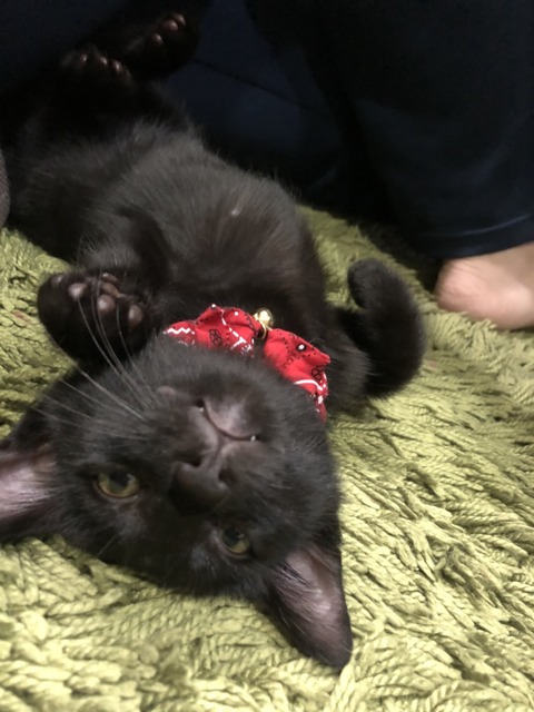 こねこ