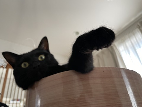 猫の手