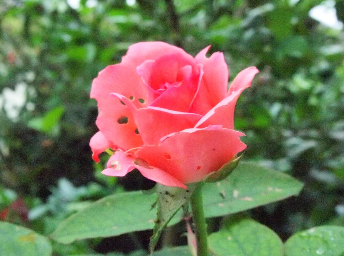 薔薇が一輪咲いた 国家賠償請求と The War Worlds の紹介 薔薇が一輪咲いた 国家賠償請求と The War Worlds の紹介