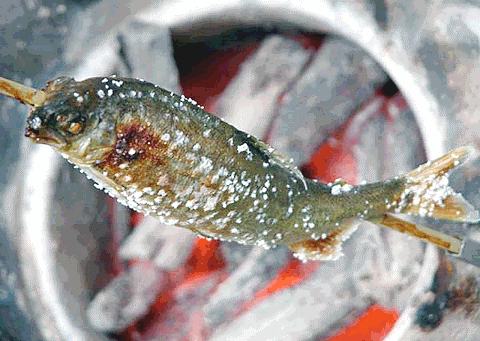 トビウオ 飛魚 これからの飲食店を創ろ トビウオ 飛魚 これからの飲食店を創ろ