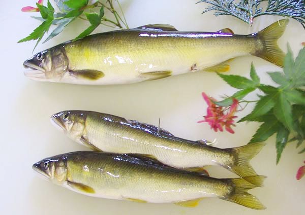 トビウオ 飛魚 これからの飲食店を創ろ