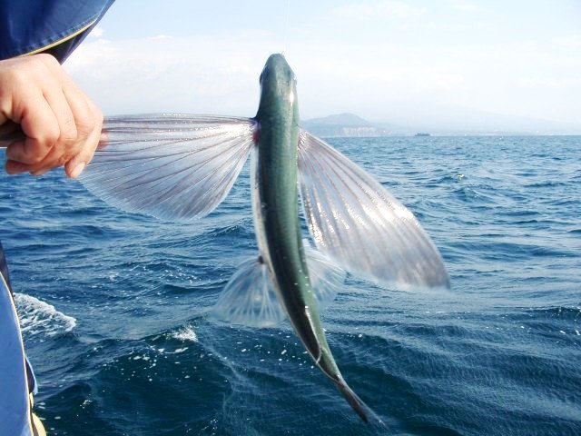 トビウオ 飛魚 これからの飲食店を創ろ トビウオ 飛魚 これからの飲食店を創ろ